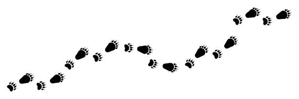 Long vector bear foot trail, track. Paw vector foot trail print of bear. Teddy bear silhouette animal diagonal tracks for t-shirts, backgrounds, patterns, design, greeting cards, child prints and etc. It's brush, draw any tracks. bear clipart stock illustrations