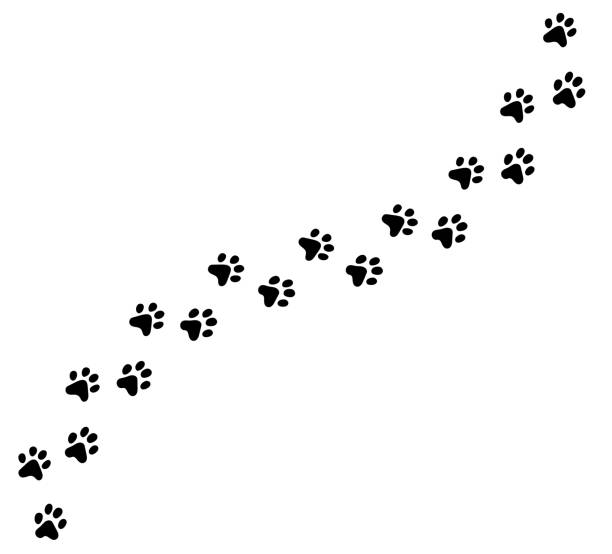 Diagonal vector cat, kitten foot trail, track, print. Paw print cat, dog, puppy pet vector cartoon black icon trace. Vector eps cute illustration. dogs stock illustrations