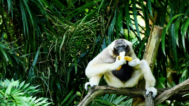 Gibbon eating banana.