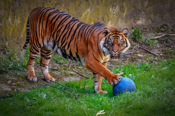istock Beautiful Tiger play with a Ball 1009961858