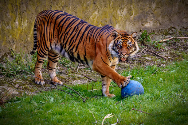 Beautiful Tiger play with a Ball