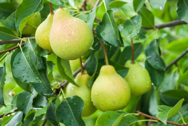 istock Fresh juicy pears on pear tree branch 1009961940