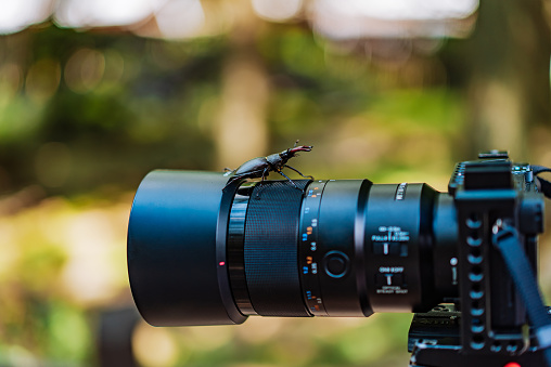 Stag Beetle sitting on the camera lens (Lucanus cervus)