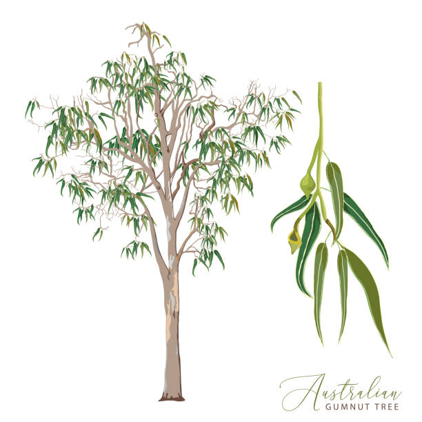 illustrazioni stock, clip art, cartoni animati e icone di tendenza di illustrazione vettoriale dell'albero gengivale di eucalipto - eucalyptus eucalyptus tree leaf tree