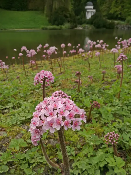 Darmera peltata, commonly known as Indian rhubarb or umbrella plant, blossoming at the Bergpark (mountain park) in Kassel, Germany