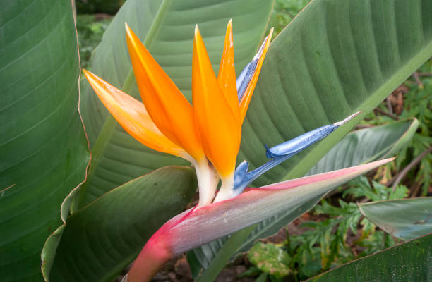 istock ird of Paradise Flower, Strelitzia reginae 1009987514
