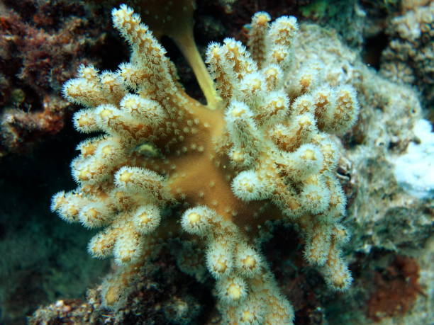 istock Diving the Great Barrier Reef 1009996532