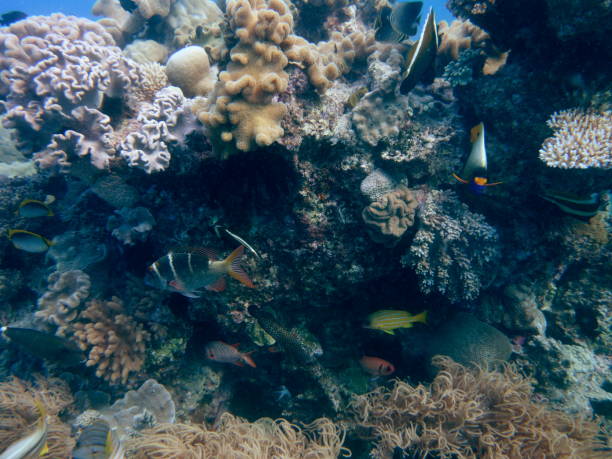 istock Diving the Great Barrier Reef 1009997026