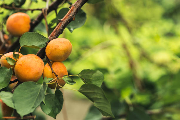 istock branch with ripe apricots 1010001680