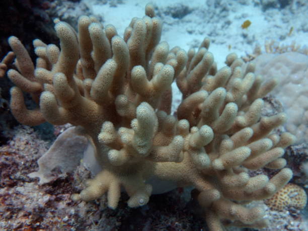 istock Diving the Great Barrier Reef 1010006720