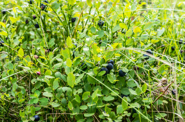 istock Wild Blueberries in the forest 1010007810