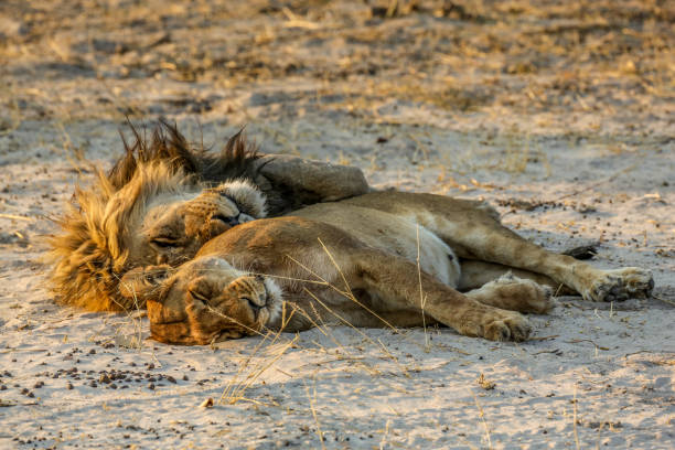 istock Lion Family 1010007858