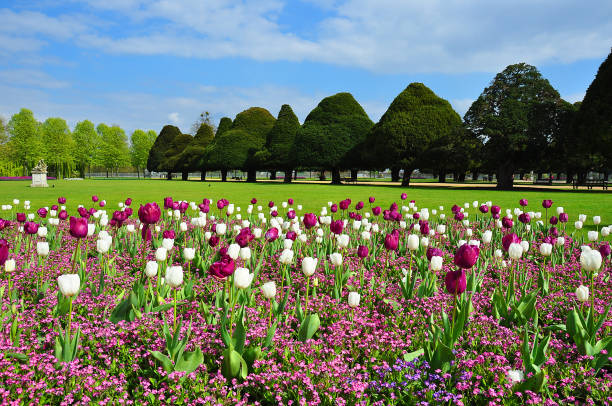 hampton court garden en la primavera, londres, reino unido - field tulip flower tree fotografías e imágenes de stock