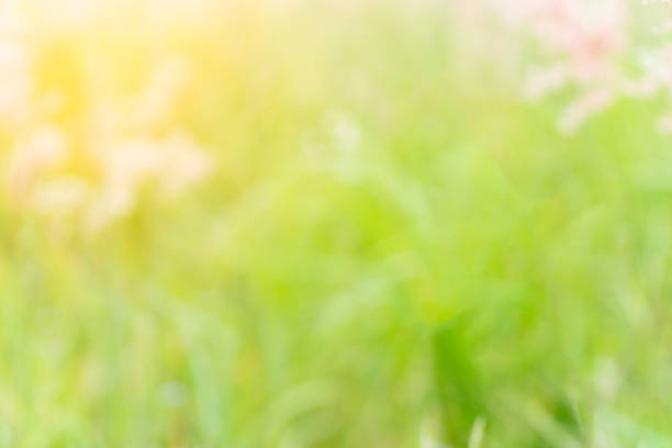 istock Abstract blur green nature background 1010011854