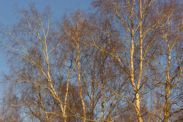trees with bare branches trees with bare branches on blue sky background birch gold group review of stock pictures, royalty-free photos & images