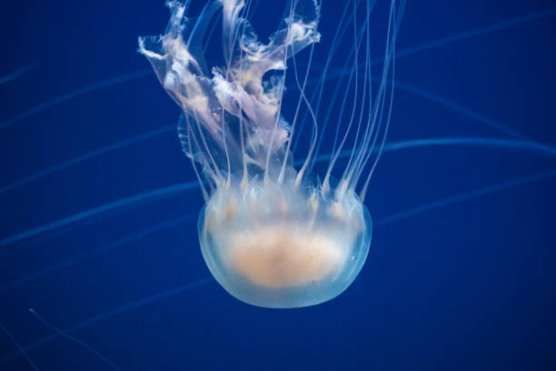 istock A jellyfish swimming in motion 1010015892