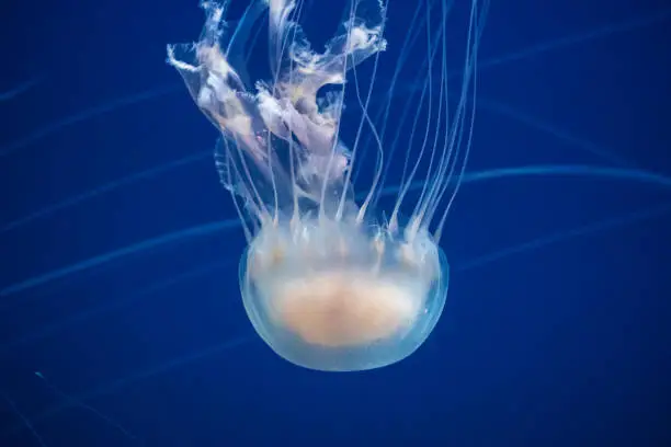 Photo of A jellyfish swimming in motion