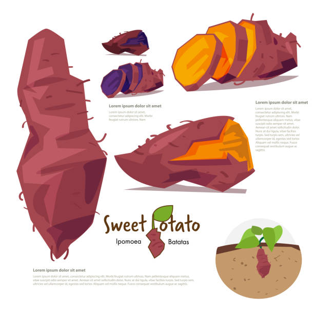 słodki potatp. grafika informacyjna - wektor - sweet potato stock illustrations