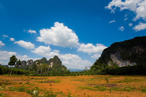 View on tropical oil palm plantation in Krabi in southern Thailand. Landscape taken in south east Asia.