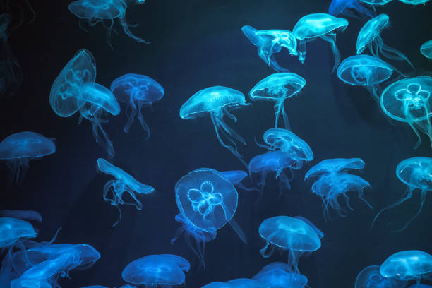 qualle mit neon glow lichteffekt - jellyfish sea life cnidarian sea stock-fotos und bilder