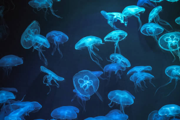 Jellyfish with neon glow light effect Jellyfish with neon glow light effect in aquarium bioluminescence water stock pictures, royalty-free photos & images