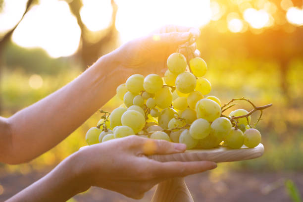 bunch of grapes in female hands on sunset background