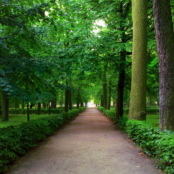 istock Road to the park. Morning walk. 1010017998