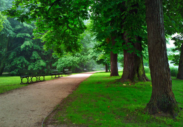 istock Benches along the road in the park. 1010018396