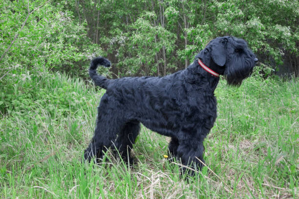 istock Black russian terrier is standing on the green meadow. Pet animals. 1010018520