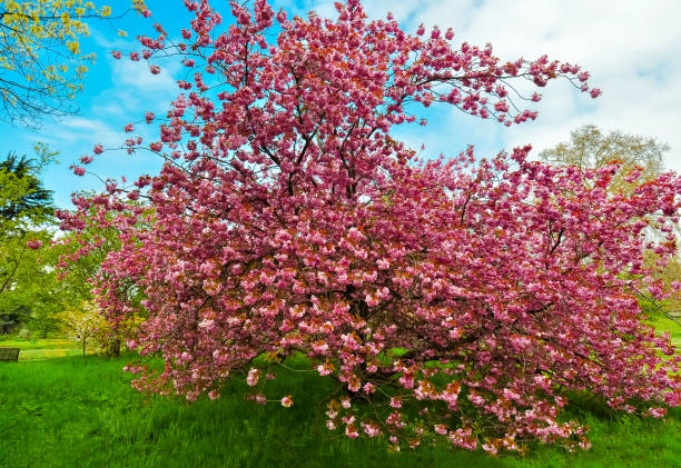 Kew botanical garden in spring, London, United Kingdom Kew botanical garden in spring, London, United Kingdom kew gardens spring stock pictures, royalty-free photos & images