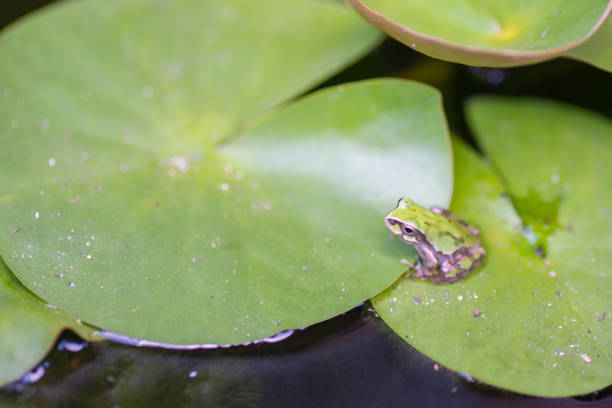 istock Japanese Tree Frog on Water Lily Leaf 1010018922
