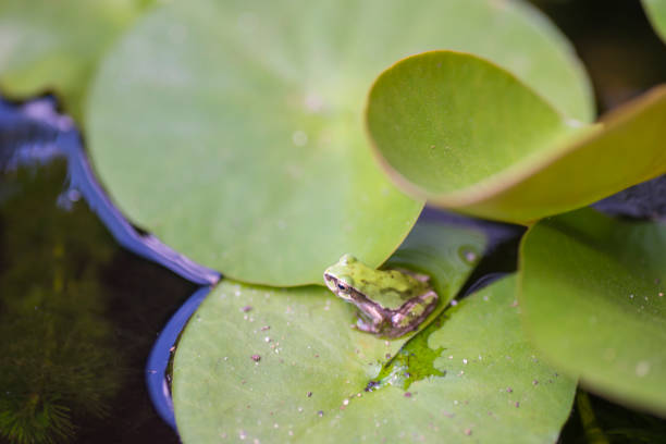 istock Japanese Tree Frog on Water Lily Leaf 1010018962