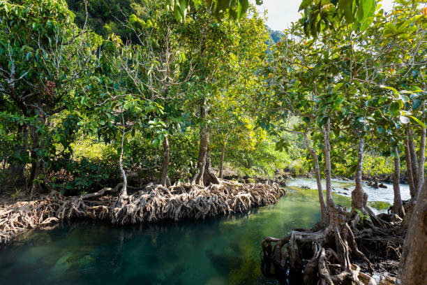 istock Krabi Tha Pom mangrove reserve 1010018972