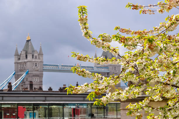 arbre en fleurs et tower bridge au printemps, londres, uk - uk tree city bridge photos et images de collection
