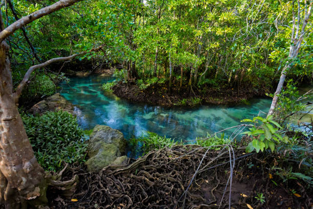 istock Krabi Tha Pom mangrove reserve 1010019106