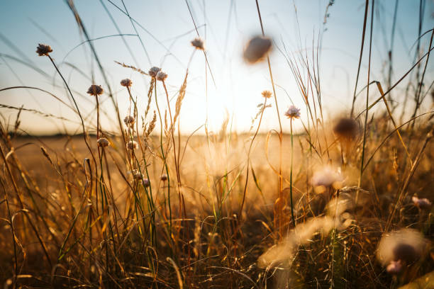 istock Beautiful wild flowers in a meadow 1010022766
