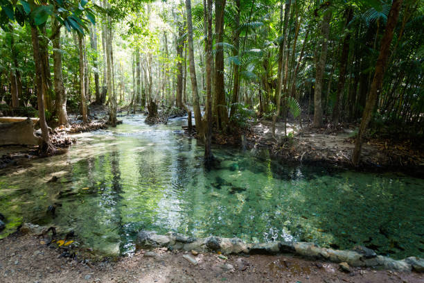 istock Emerald Pool National Park Krabi 1010023598
