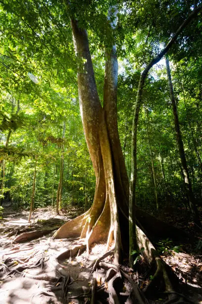 Photo of Emerald Pool National Park Krabi