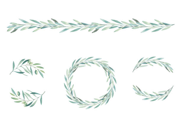 水彩橄欖樹枝。白色背景橄欖樹枝素描 - 花串 插圖 幅插畫檔、美工圖案、卡通及圖標