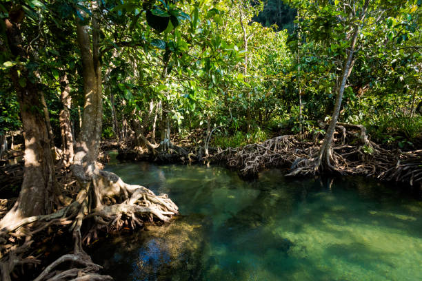 istock Krabi Tha Pom mangrove reserve 1010028920
