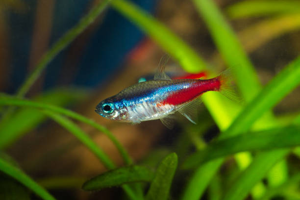 istock Neon tetra fish in aquarium. 1010028944