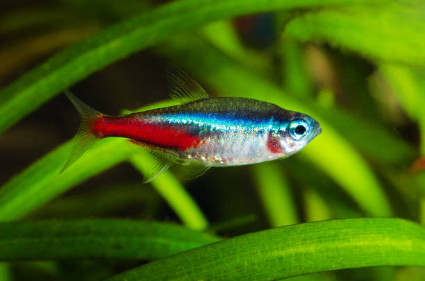 istock Neon tetra fish in aquarium. 1010028960