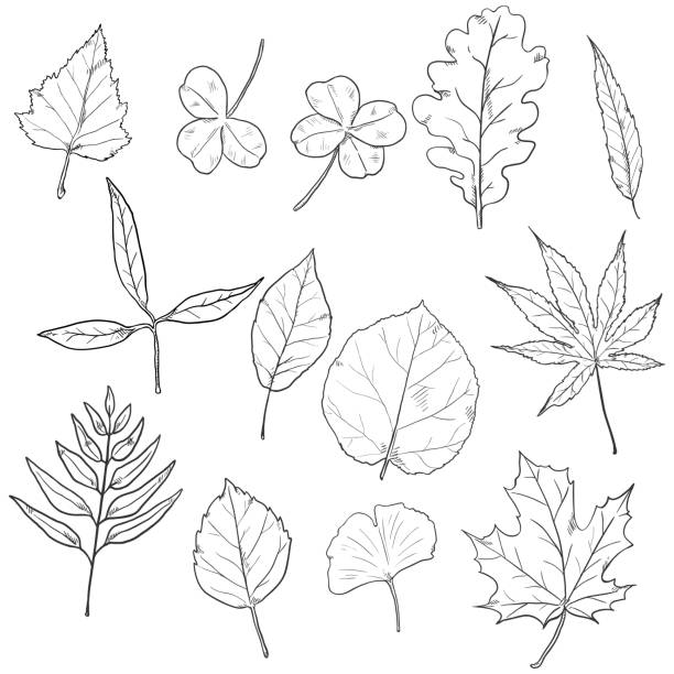 zestaw wektorowy liści drzewa szkicu. - beech leaf stock illustrations