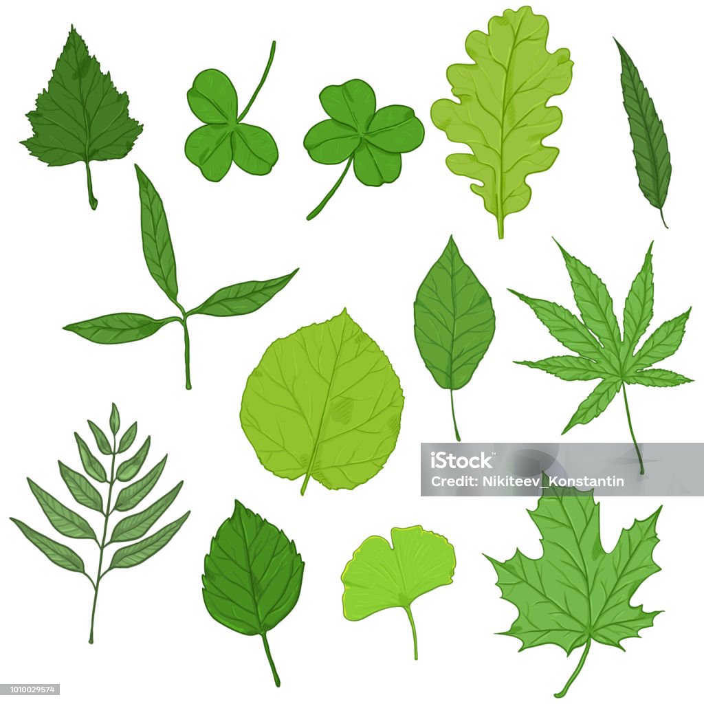 Ilustración de Vector Conjunto De Hojas De Árbol Verde De Dibujos Animados y más Vectores Libres de Derechos de Abedul - iStock Ilustración de Vector Conjunto De Hojas De Árbol Verde De Dibujos Animados y más Vectores Libres de Derechos de Abedul - iStock