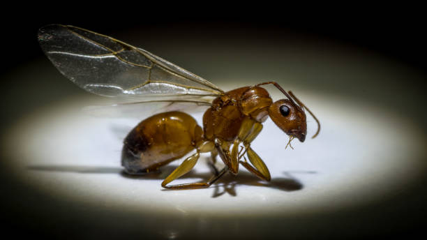 istock Close up of a flying ant 1010029644