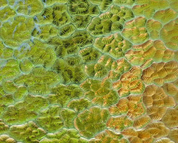 Detail of green glass from a stained glass window.