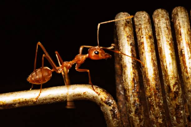 istock Closed up ant walking on gardening tool. 1010032366