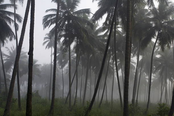 istock Coconut grove South Goa, India 1010036122