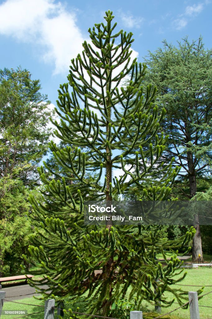 Monkey Tree Monkey Puzzle Tree Stock Photo - Download Image Now - Acute Angle ...