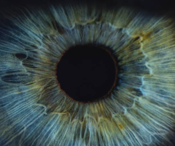 Detailed Macro Of Blue Woman Human Eye A detailed macro shot of a blue woman human eye. blue iris stock pictures, royalty-free photos & images